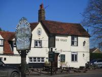 Goat at Hertford Heath